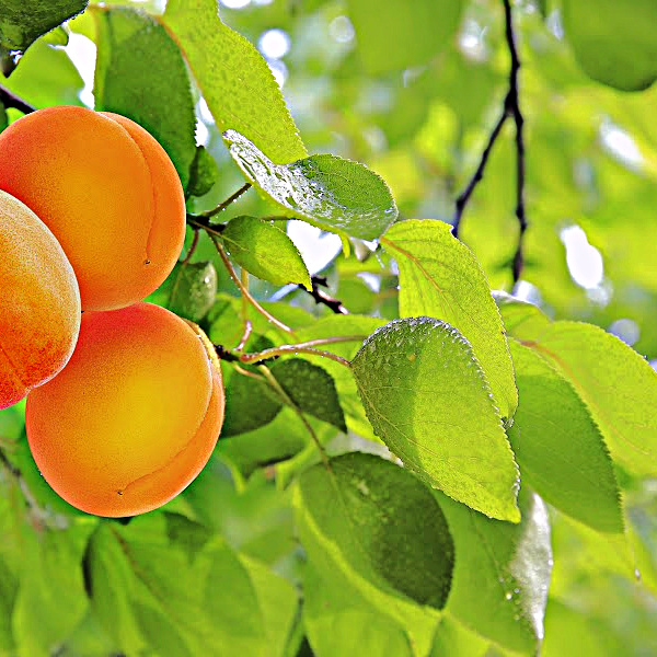 Apricot Tree