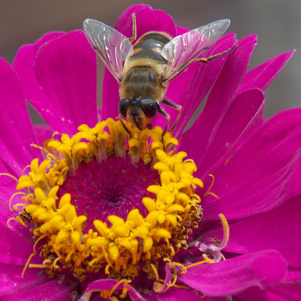 Bee on Magenta Flower