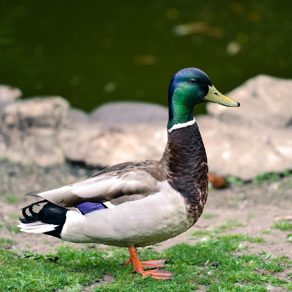 Mallard Duck