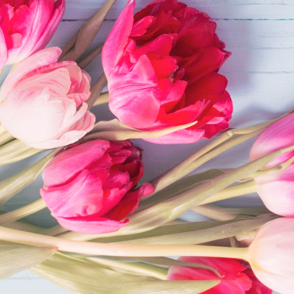 Magenta Tulips