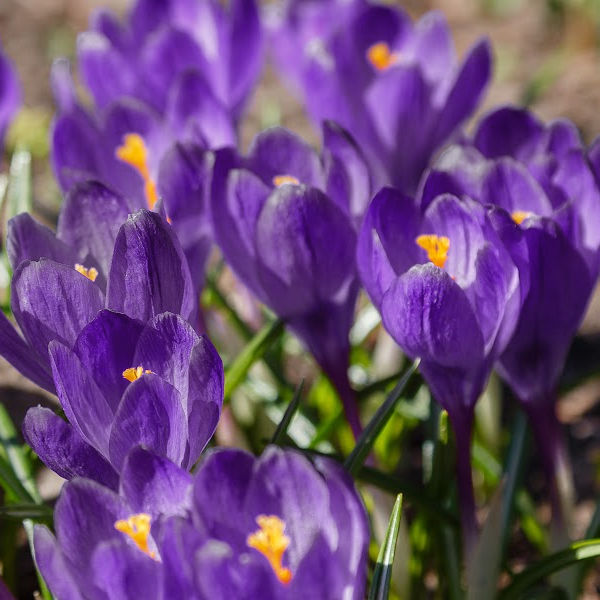 Purple Crocus